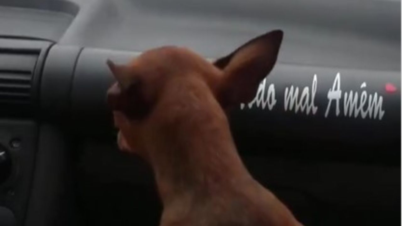 pinscher in auto