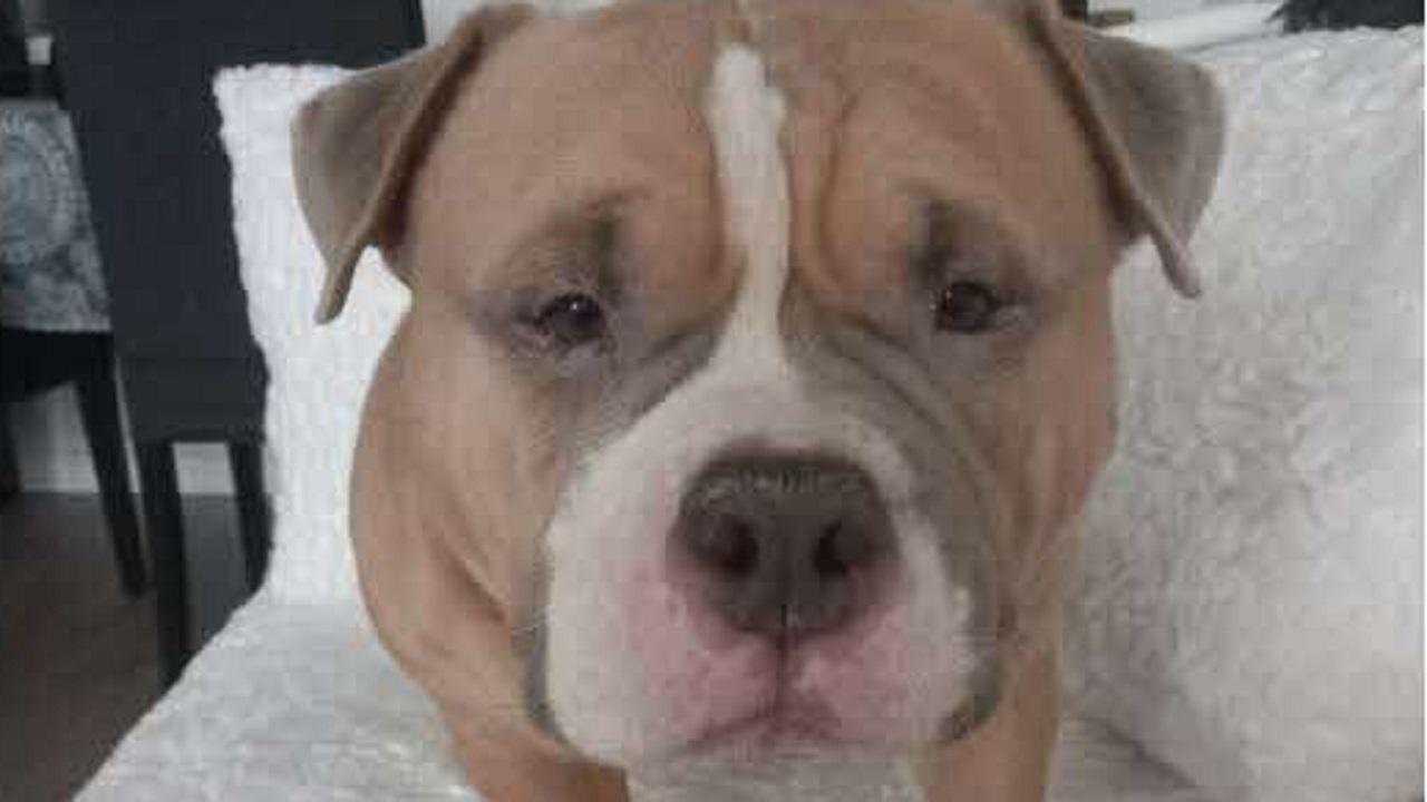 American Bully, cane di razza