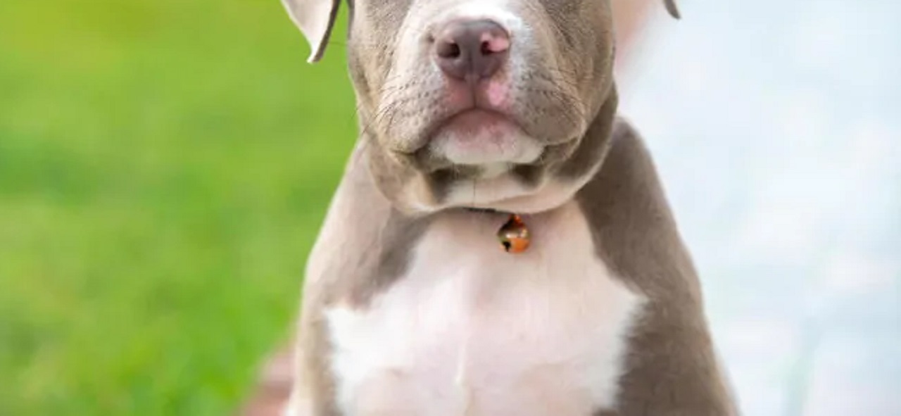 american bully cucciolo