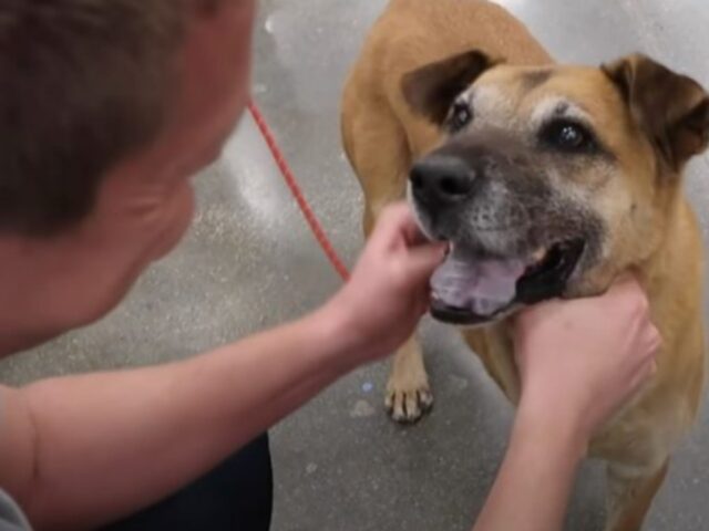 Un uomo porta gioia nella vita di un cane randagio comprandogli tutto ciò che desidera