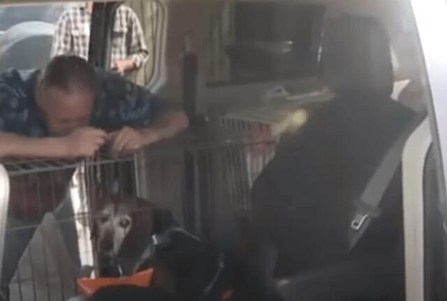 Una reunion commovente: il cane anziano in rifugio riconosce la voce del padrone dopo due anni