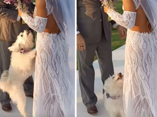 Il bellissimo e tenero legame tra una sposa e il suo cane nel giorno del matrimonio