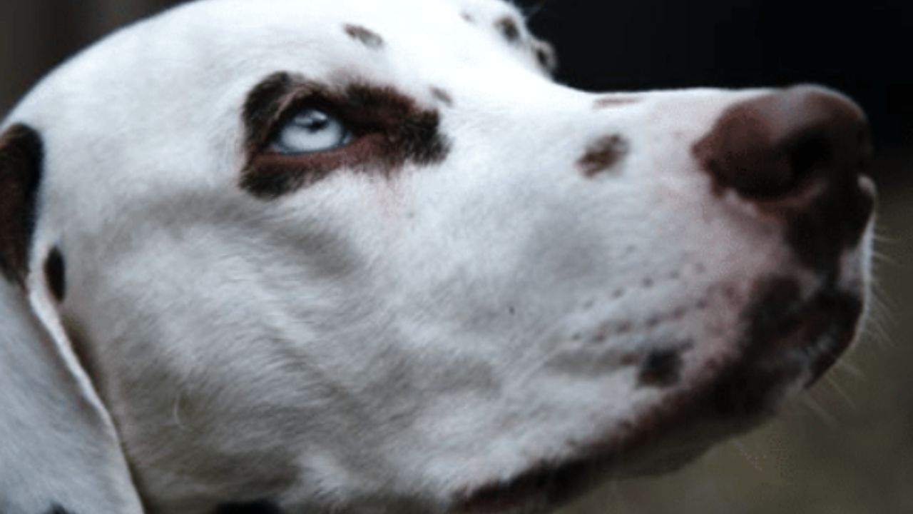cane con occhi celesti