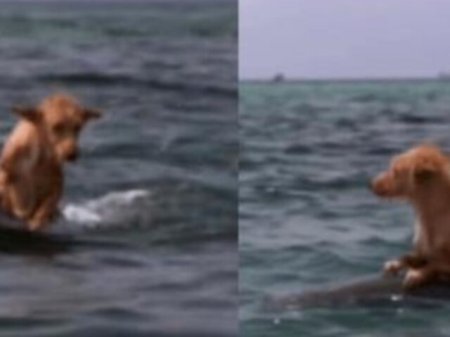 Un cane cade in acqua e lotta per la sua vita finché un gruppo di delfini non lo salva