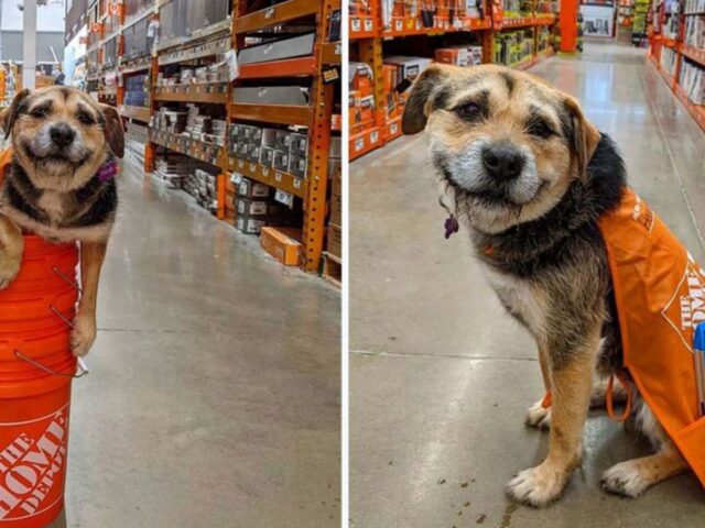 Con il suo sorriso scioglie tutti: la cagnolina è diventata l’impiegata più amata di questo negozio