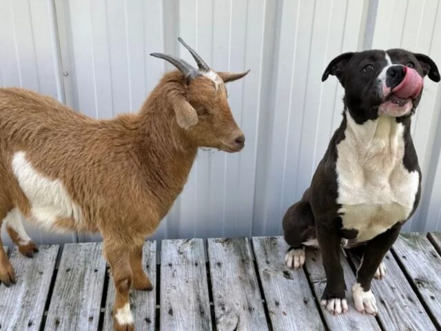 La forte amicizia fra un cane e una capra ha fatto sì che una famiglia li adottasse entrambi