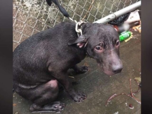 Il poliziotto trova un cane legato sotto la pioggia battente e decide di dargli una casa per sempre