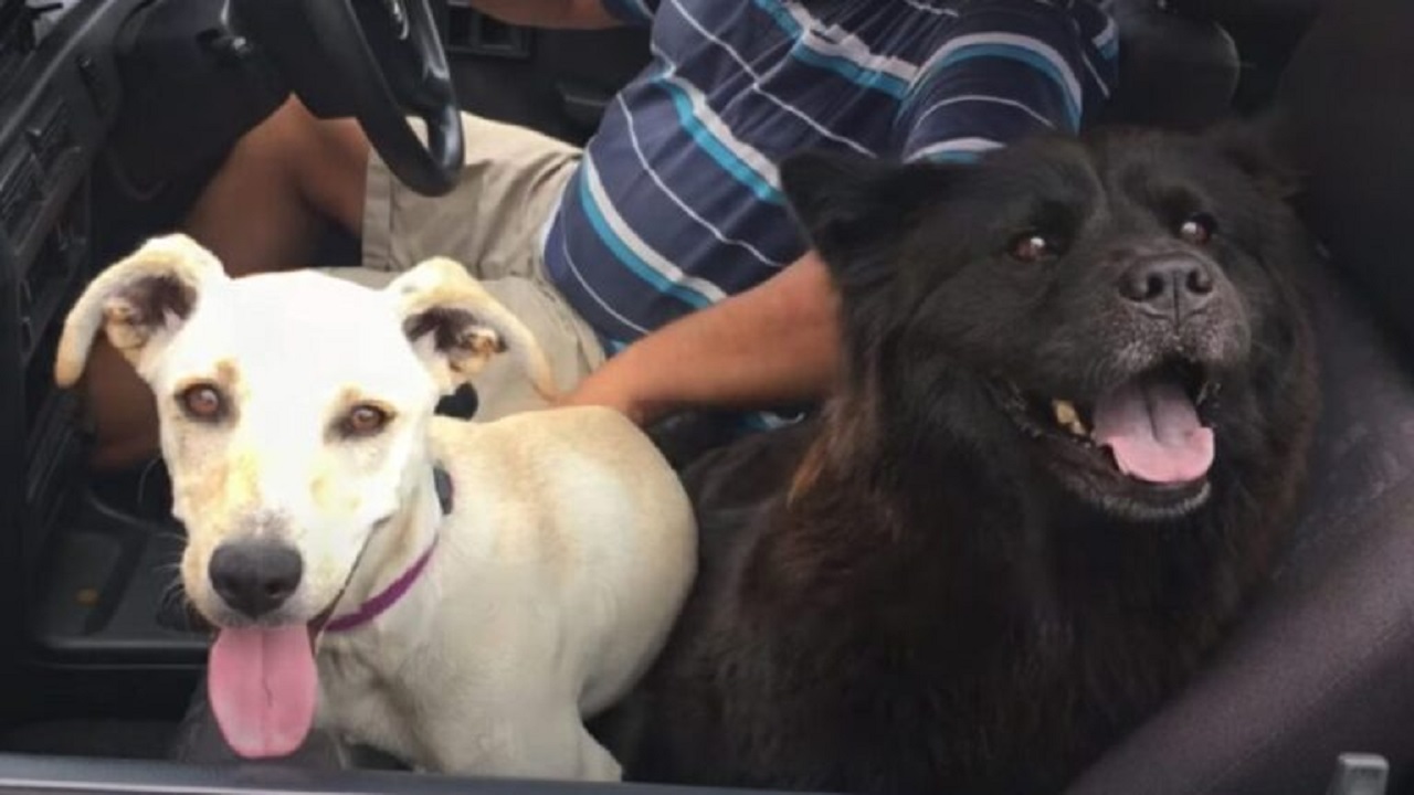 Cane bianco e cane nero in auto