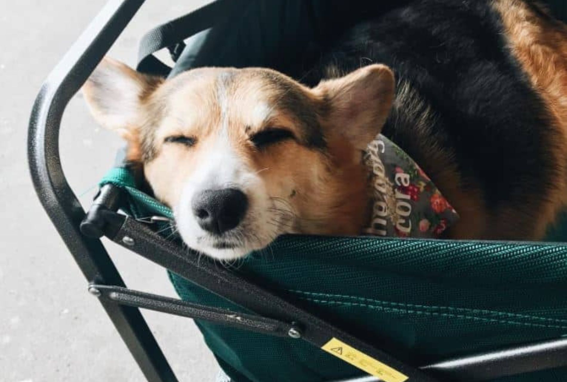 cane consola uomo in aeroporto