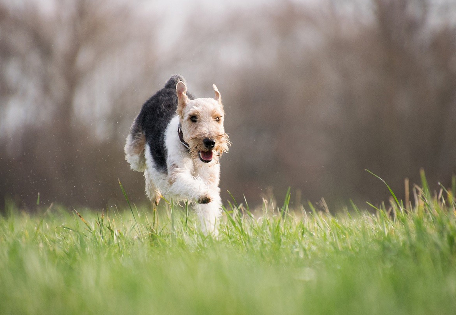 cane che corre