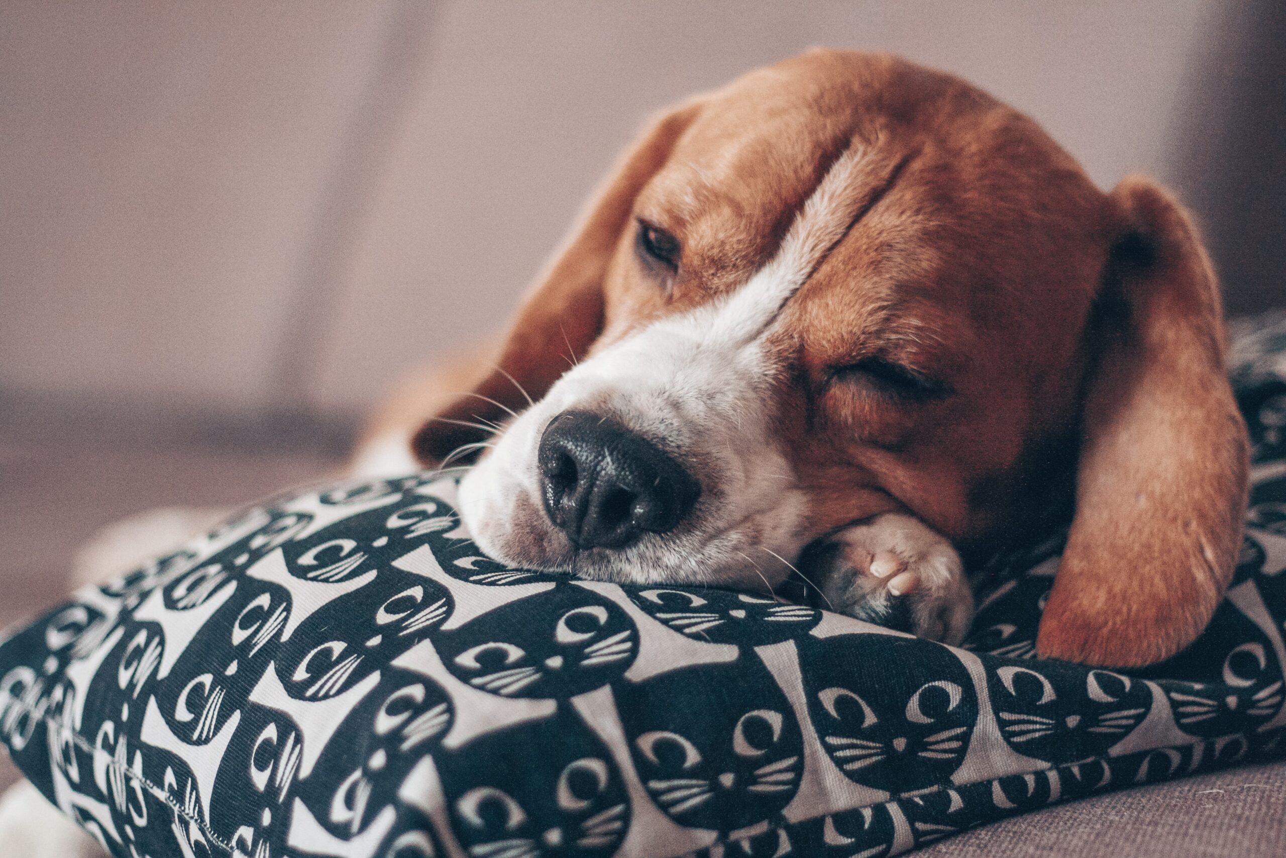 cane beagle che dorme