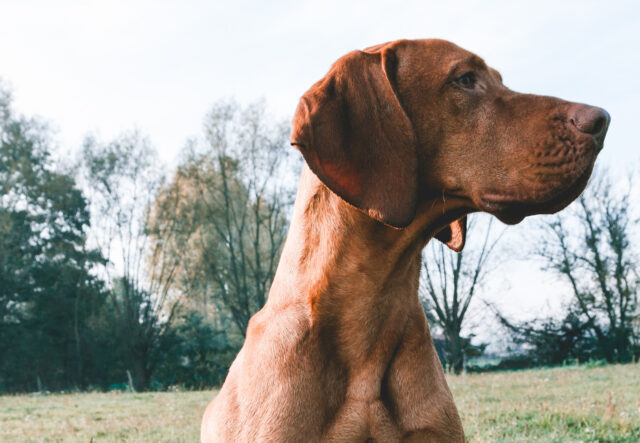 Cane da caccia: tutto ciò che devi sapere sulle migliori razze