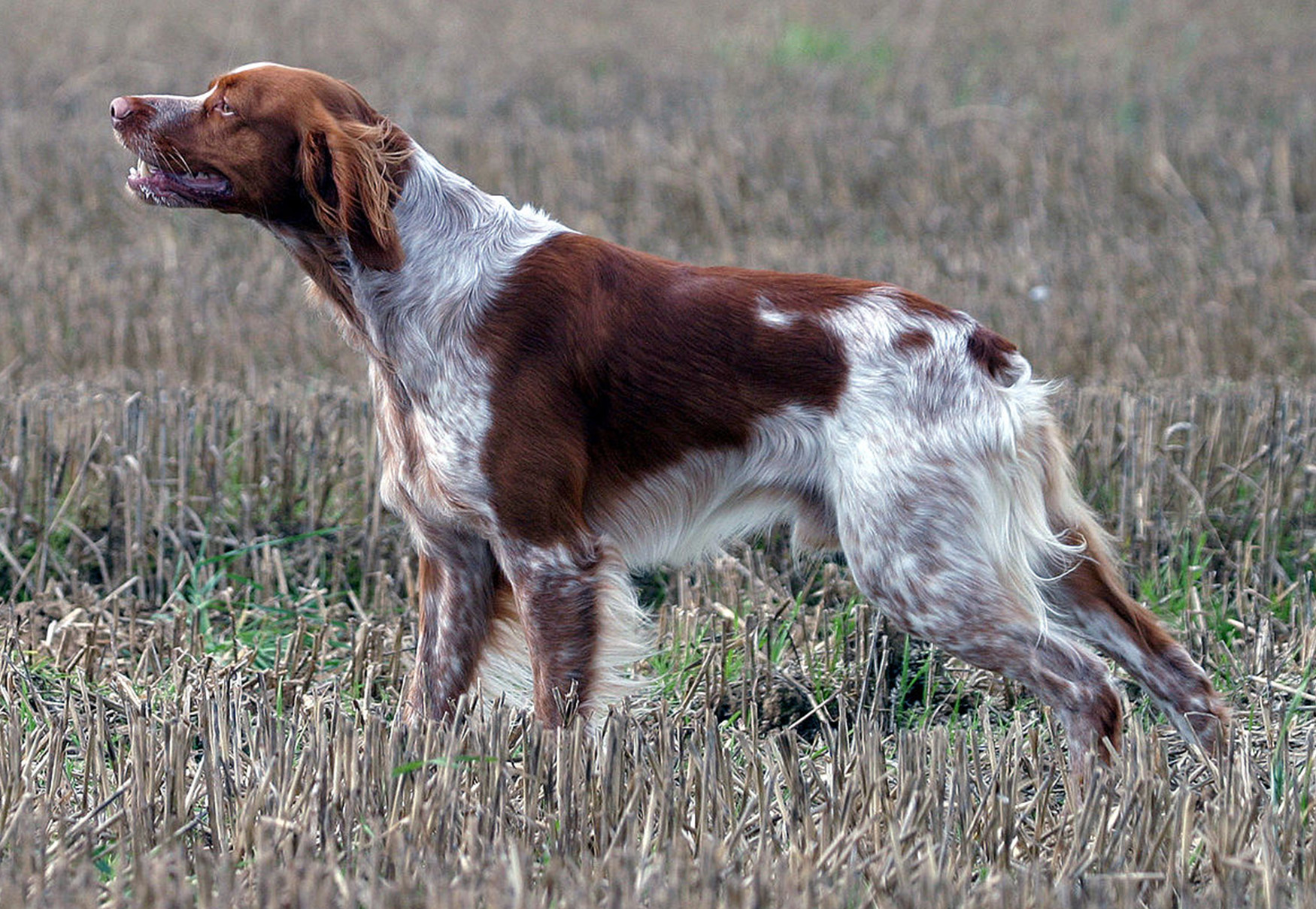 cane da caccia annusa