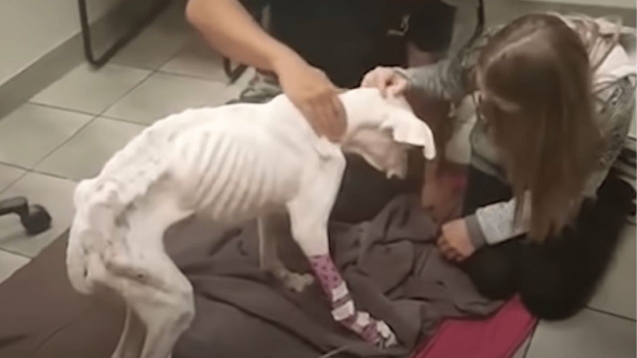 cane pelle e ossa dal veterinario