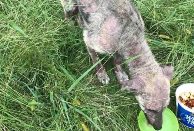 Il cane di una donna inizia ad abbaiare e a piangere vicino a un sacco: lei non poteva immaginare cosa c’era dentro