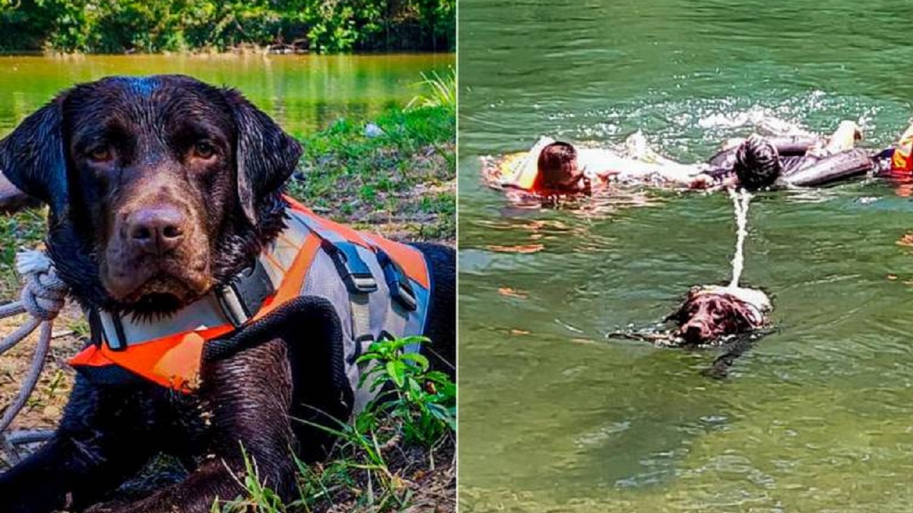 Cane con imbracatura da soccorso