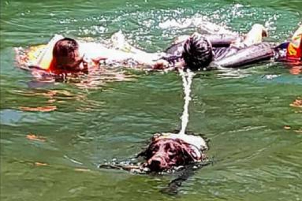 Cane da soccorso in acqua