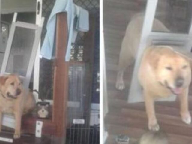 Un cane si rende conto che è ora di mettersi a dieta quando sfonda la porta di casa sua