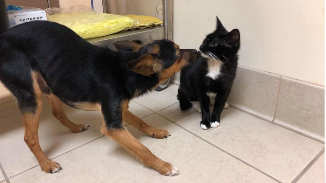 cane e gatto giocano insieme