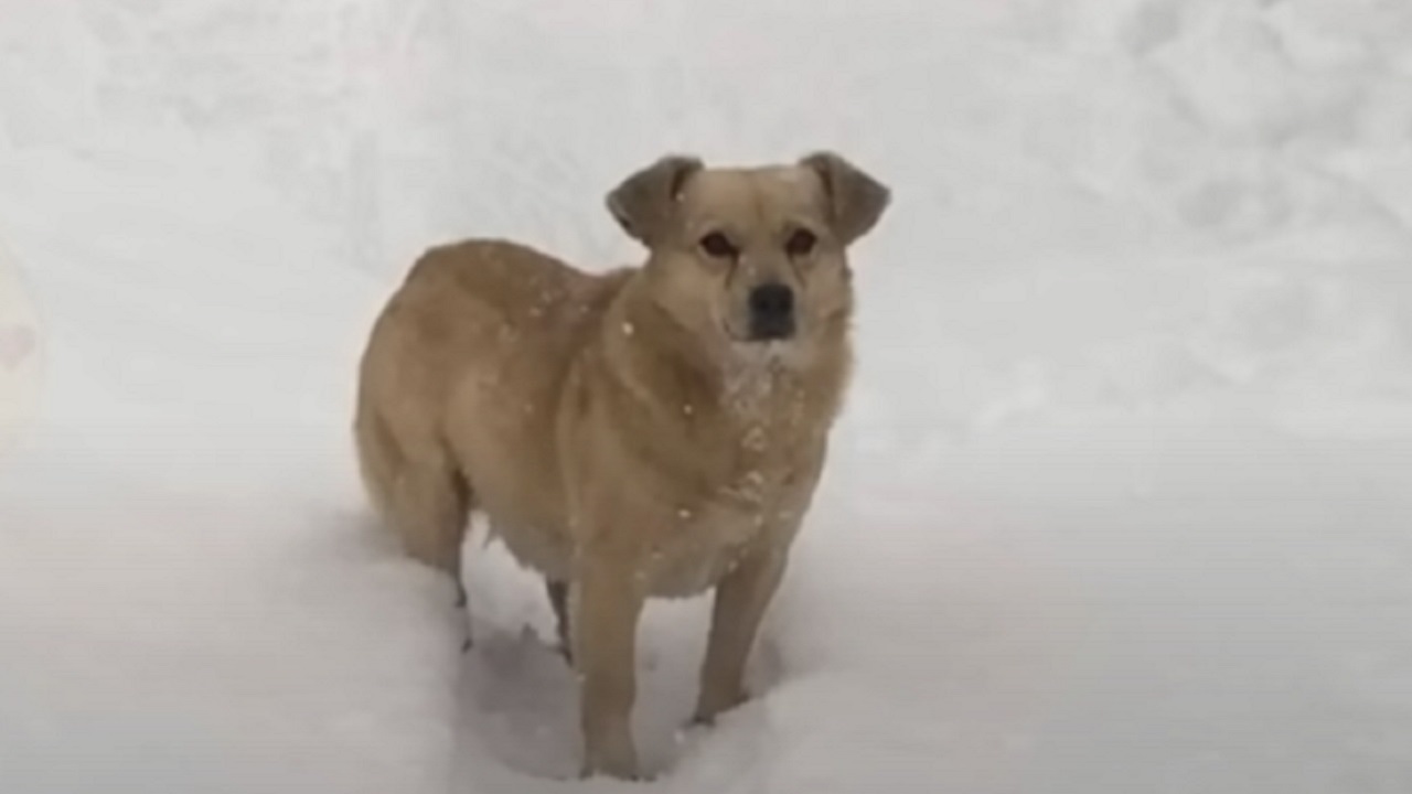 Cane di piccola taglia con le zampe nella neve