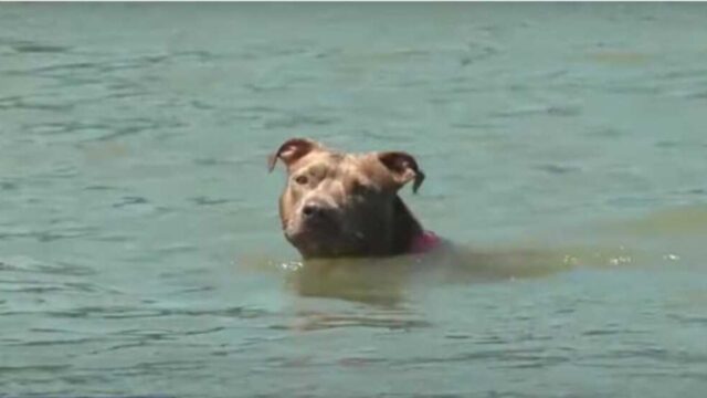 Cade dalla barca dei pescatori: questo cane sopravvive e nuota per giorni pur di tornare a riva
