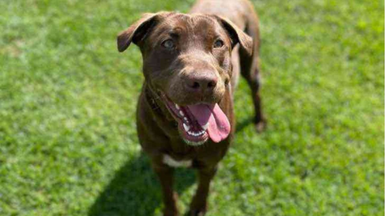 cagnolina marrone sul prato