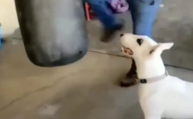 Quest’uomo si allena con il compagno più affidabile: il suo Bull Terrier è un vero motivatore (VIDEO)