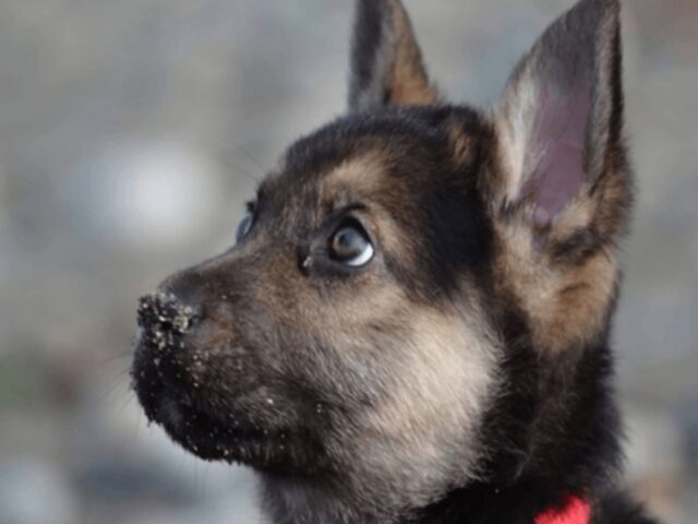 Un’associazione ha creato una lista desideri per un cucciolo morente: la sua memoria vive ancora