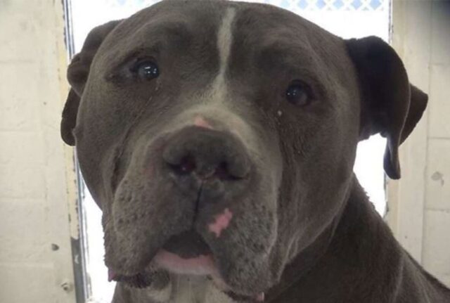 Questo Pitbull piange lacrime senza fine: non capisce perché è stato abbandonato