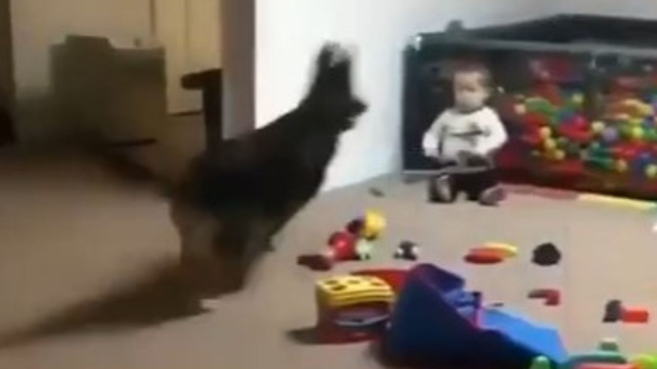 cane felice di giocare