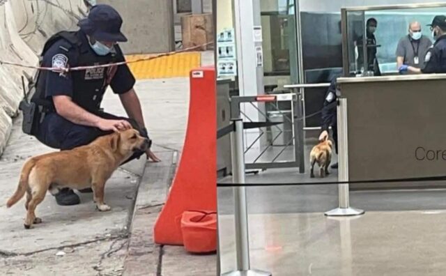 Il cane randagio aggira la sicurezza e attraversa il confine Usa: è stato ben accolto