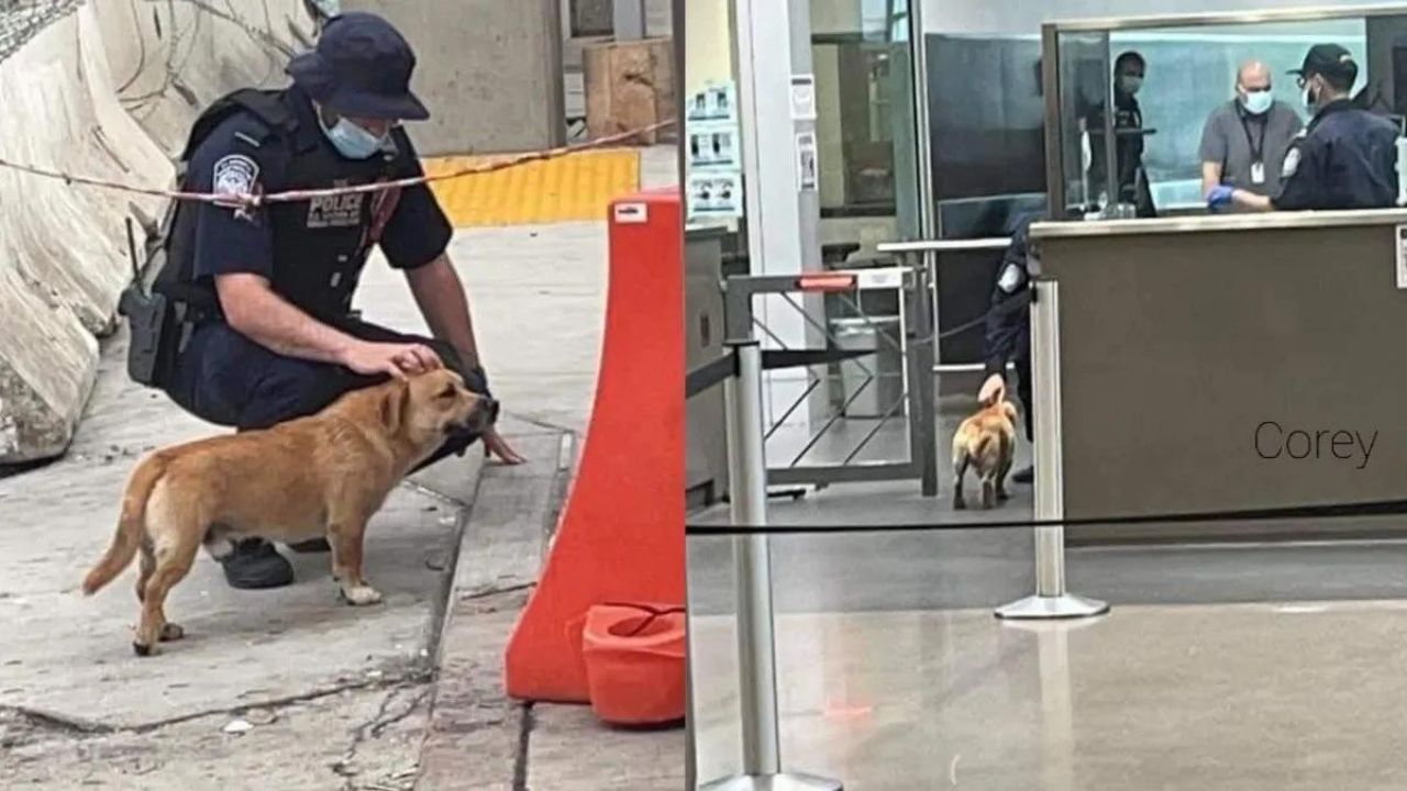 cagnolino che supera il confine