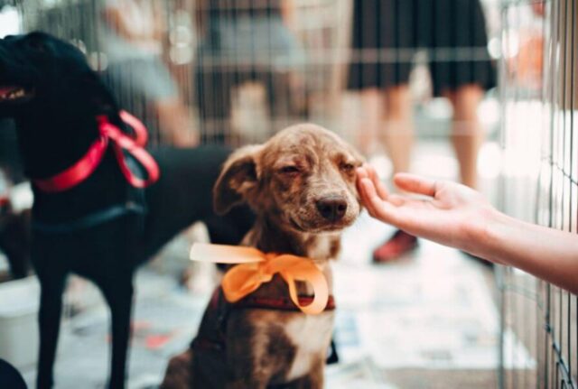 Dovrebbero farlo tutti: questa è la prassi in Olanda per tutti i cani randagi