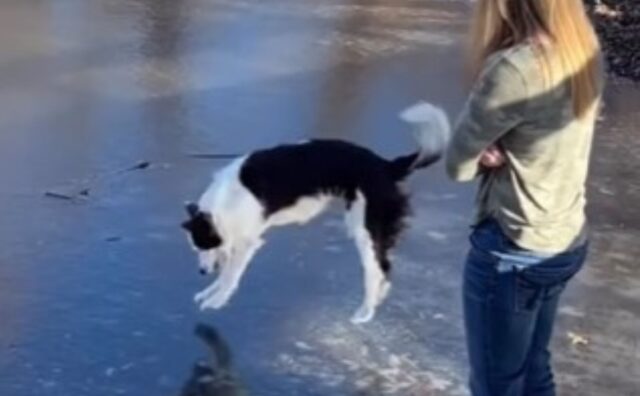 Il cane prova a imitare la mamma che pesta il ghiaccio, ma le cose non vanno granché bene (VIDEO)