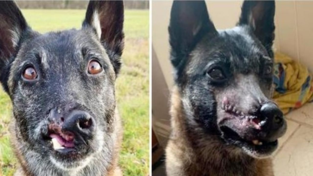 cane salvato dal commercio di carne