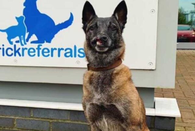 È stato salvato poco prima di essere venduto per il commercio di carne: questo cane è vivo per miracolo