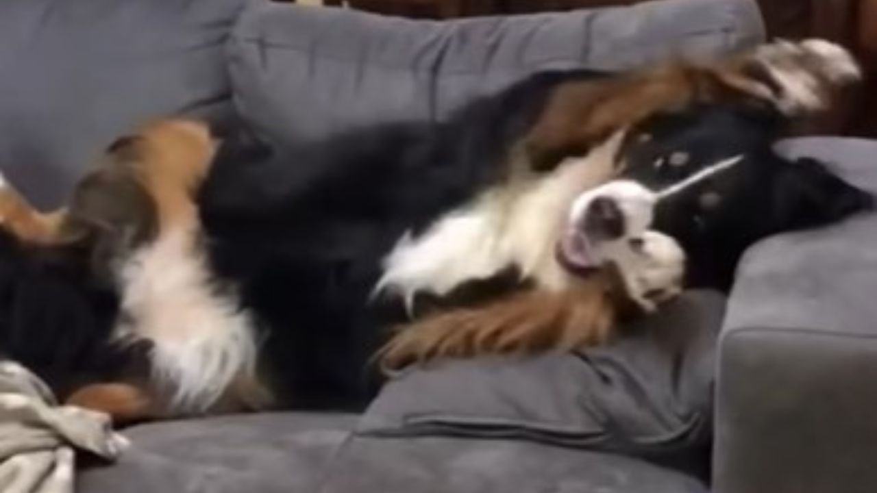 cagnolone sul divano