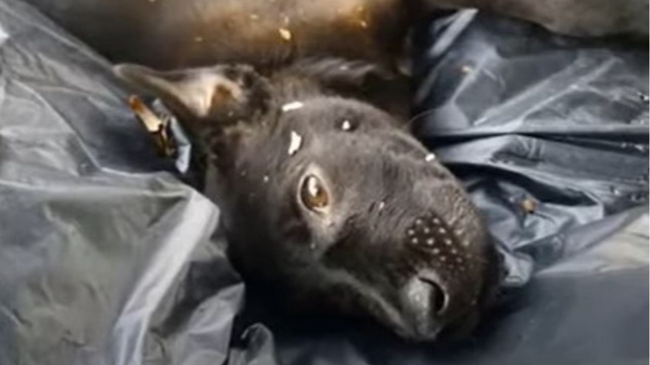 cane nero sdraiato su un telo nero