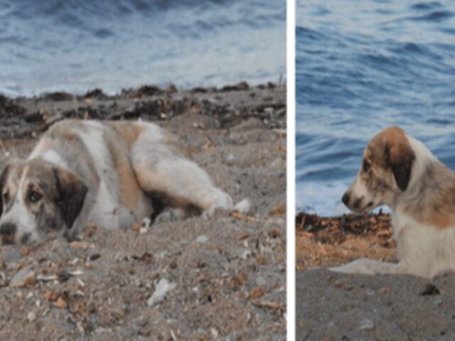 Una cagnolina randagia che insegue una donna sulla spiaggia si rivela essere letteralmente un tesoro