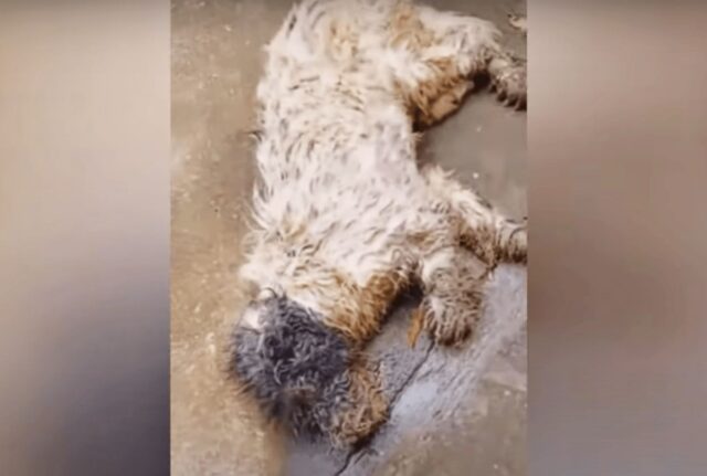 Una donna si avvicina a un “cane morto” e si accorge che, lentamente, ancora si sta muovendo