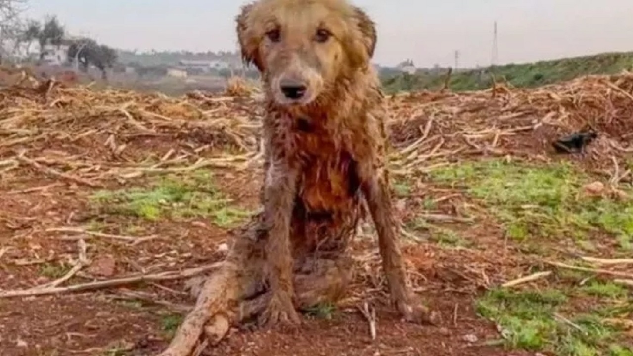 Cane beige tra le macerie del terremoto