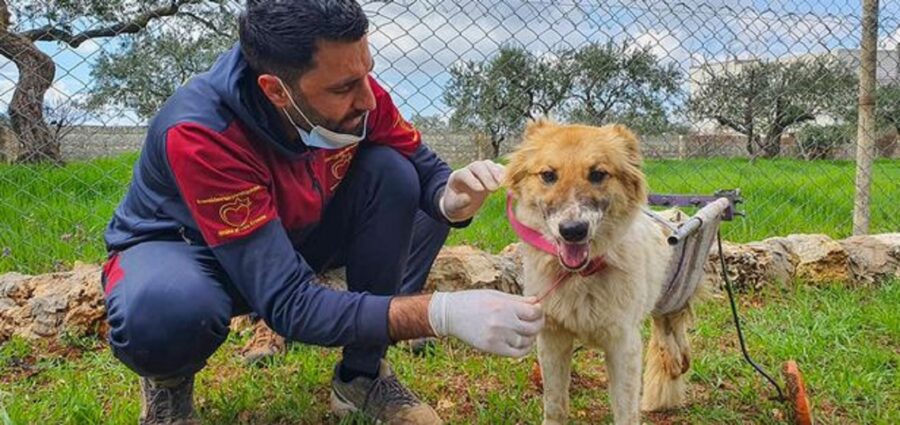 Volontario con il cane paralizzato