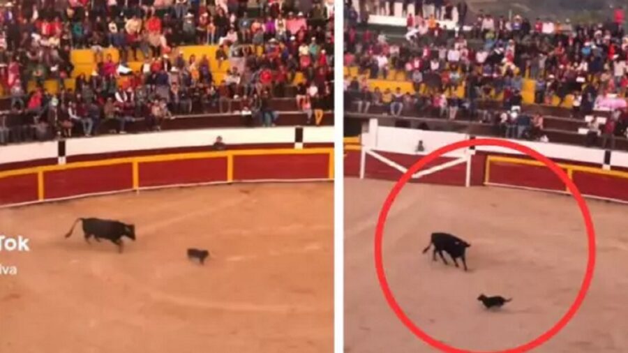 Cane torero con il toro nell'arena
