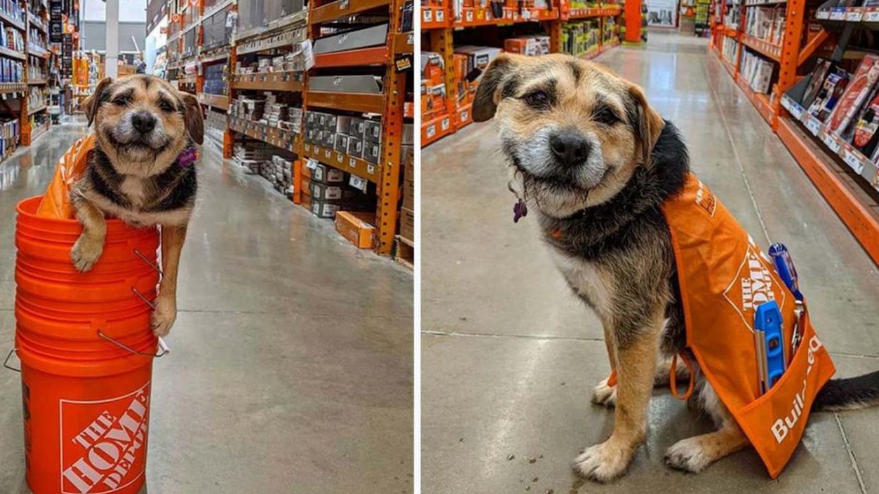 cagnolino in un contenitore