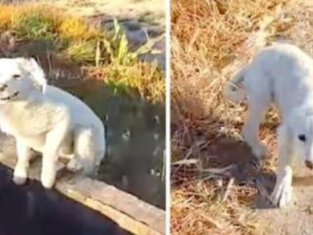 Il cane abbandonato dal suo padrone in mezzo al nulla insegue un corridore e implora di essere salvato