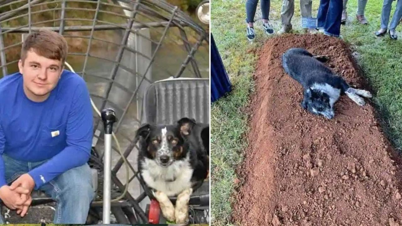 cane non lascia il padrone