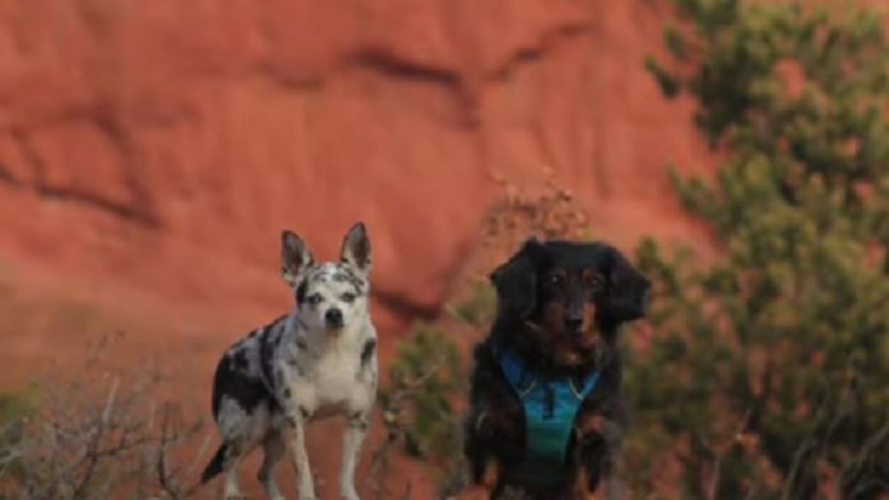 Due cagnolini in vacanza di nome Winston e Mijo