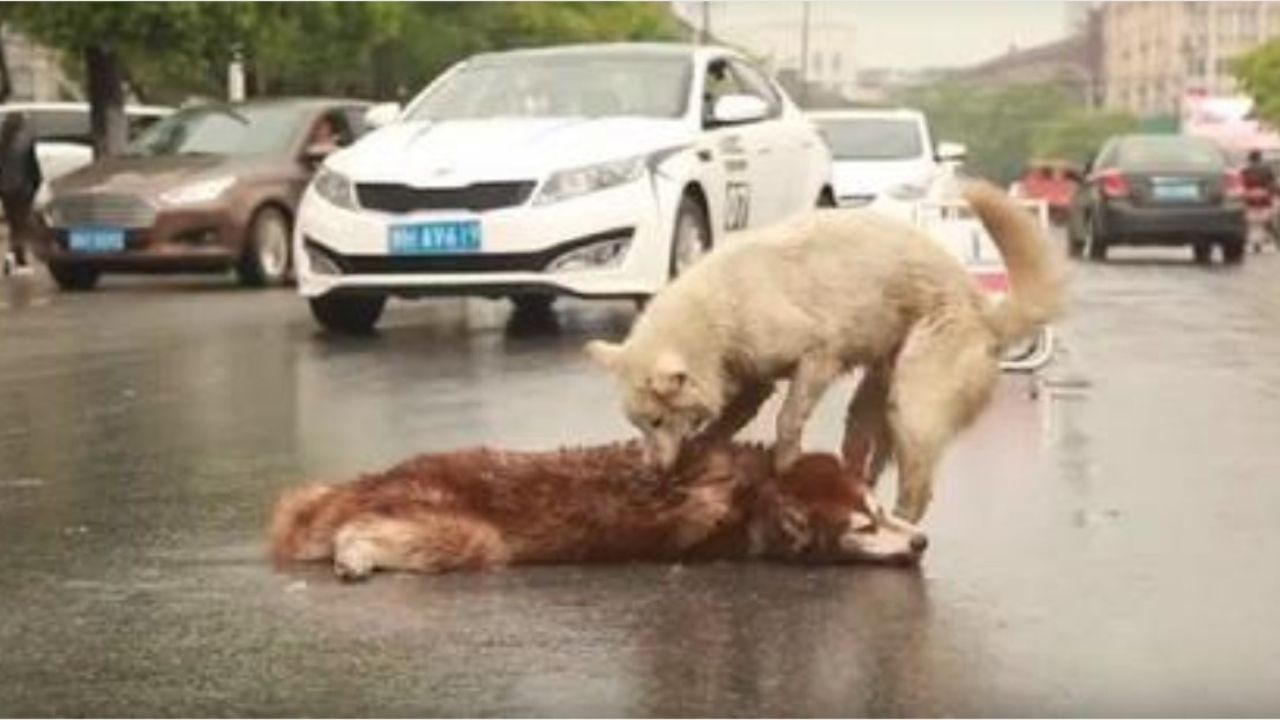 cane soccorre un altro cane