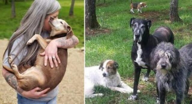 Un vero angelo: questa donna ha trasformato la sua casa in un rifugio per oltre 1000 cani