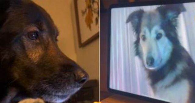 I due cani si emozionano moltissimo quando finalmente si rivedono in una videochiamata